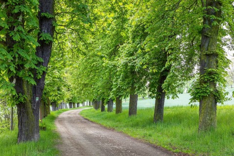 Listed avenue with old trees of white horse chestnut (Aesculus hippocastanum) in Hermsdorf,