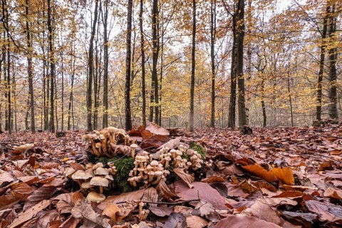 Sulphur tufts (Hypholoma fasciculare) in autumnal beech forest (Fagus sylvatica), Emsland, Lower