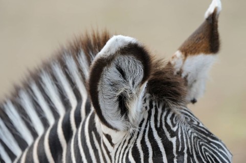 Close-up of a zebra head with ear and dense striped fur, Grevy's zebra (Equus grevyi), captive