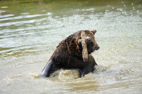 Garden tiger moth splashing around in the water with its head raised, Eurasian brown bear (Ursus