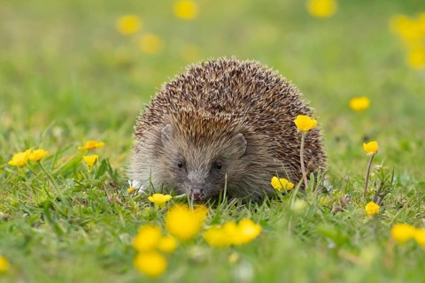 European hedgehog (Erinaceus europaeus) adult animal in a spring time meadow with flowering