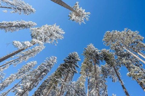 View upwards, snow-covered spruces in front of a blue sky, Ammergau Alps, Bavaria, Germany, Europe