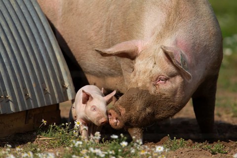 Domestic pig (Sus scrofa domesticus) adult mother and juvenile baby piglet farm animals in a field