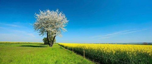 Field landscape with blossoming cherry tree, meadow and rape field under a blue sky,