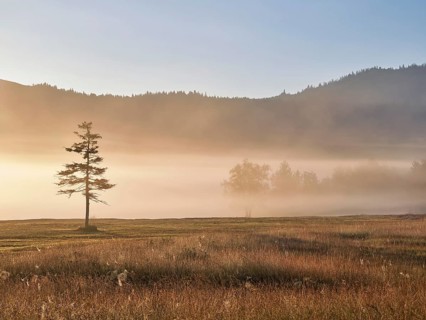 Morning atmosphere with tree in the early morning mist, Rothenthurm moor, Canton Schwyz,