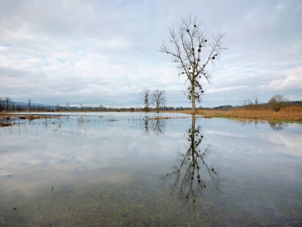 Poplar tree in the flooded nature reserve Reussspitz, Canton Zug, Switzerland, Europe