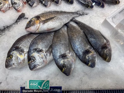Sea bream Royal (Sparus aurata) with reference to responsible fish farming asc certified ASC-AQUA