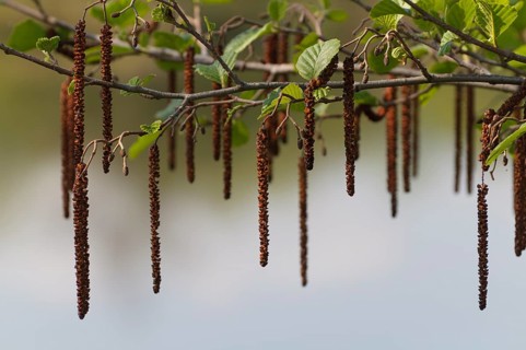 Black alder (Alnus glutinosa), male and female flowers, spring, Upper Franconia, Germany, Europe