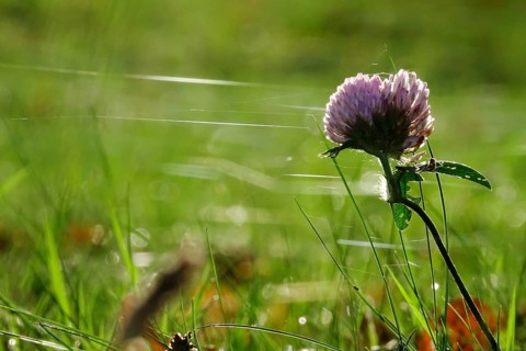 Clover, autumn time, cobweb threads in a meadow, Germany, Europe