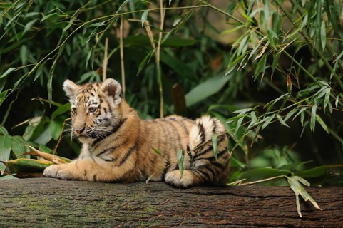 A tiger cub lying relaxed on a tree trunk, surrounded by green bamboo, Siberian tiger (Panthera