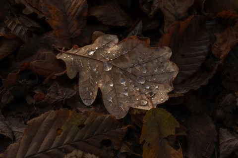 A leaf with water droplets lies on the floor. The leaf is brown and the water droplets are clear.