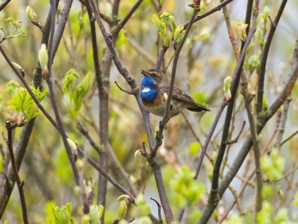 Bird with a blue throat perched on branches amidst spring leaves, Bluethroat singing island Texel