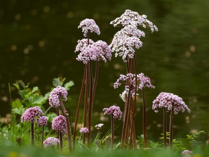Valerian (Valeriana sp.) plants flowering beside a stream, Hesse, Germany, Europe