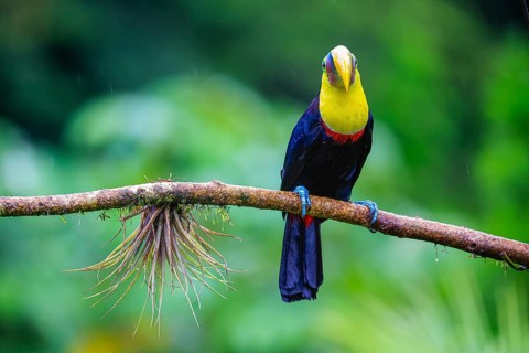 Golden-throated Toucan (Ramphastos ambiguus), Toucans (Ramphastidae), Laguna del Lagarto Lodge,
