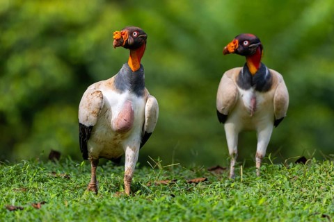 King vulture (Sarcoramphus papa), cock, vulture birds (Aegypiinae), Laguna del Lagarto Lodge,