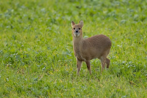 Chinese water deer (Hydropotes inermis) adult animal in a farmland field, England, United Kingdom,