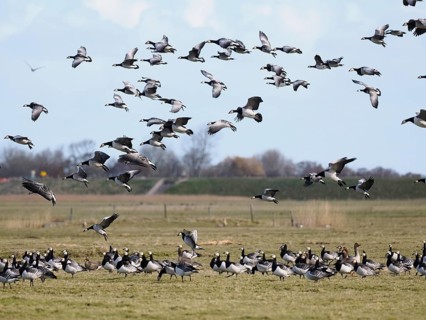 Barnacle Geese (Branta leucopsis), flock in flight, migratory birds, landing on a meadow in the