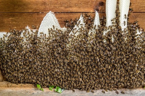 Bee colony, many bees, Western or European honey bee (Apis mellifera), wild construction of natural