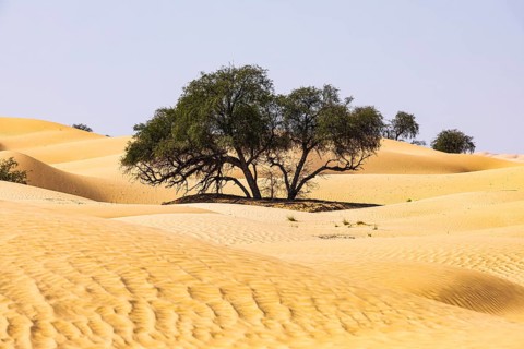 Trees in the sand dunes, Rub al Khali desert, Dhofar province, Arabian Peninsula, Sultanate of Oman