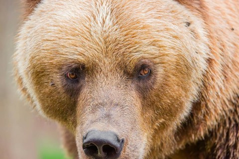 Portrait of a Kamchatka brown bear (Ursus arctos piscator)