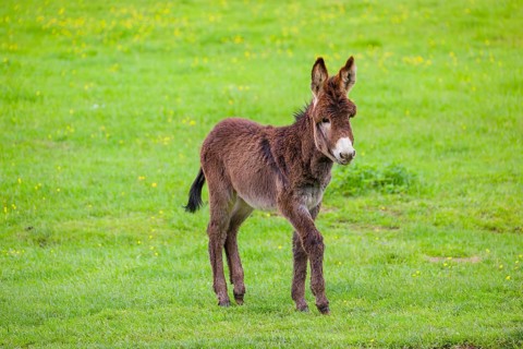 A mixed breed donkey foal runs across a green meadow