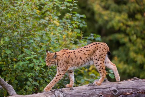A Eurasian lynx (Lynx lynx) runs down a dead tree lying at an angle