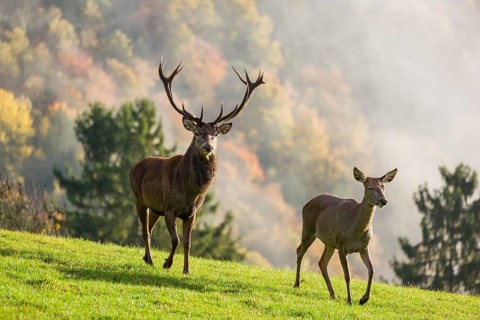 A red deer stag (Cervus elaphus) and a hind run across a meadow. A forest with autumn leaves can be