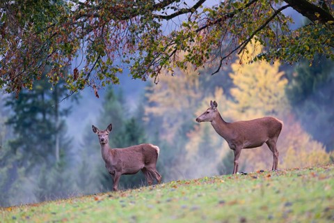 Two red deer hinds (Cervus elaphus) stand in a meadow, A forest with autumn leaves can be seen in