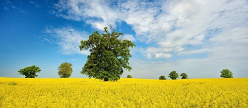 Panorama, blooming rape field with old solitary oaks under a blue sky, Mecklenburg Switzerland,