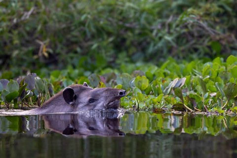 Lowland tapir (Tapirus terrestris), swimming in the river, Rio Claro, Pantanal, Brazil, South