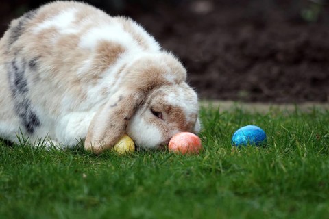 Rabbit (Oryctolagus cuniculus domestica), Easter, Ram rabbit, Easter egg, The house rabbit sits