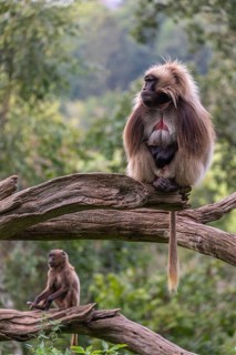 Portrait of an adult male Gelada (Theropithecus gelada), or bleeding-heart monkey, resting on a log