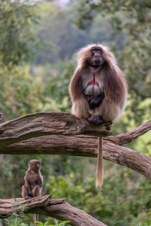 Portrait of an adult male Gelada (Theropithecus gelada), or bleeding-heart monkey, resting on a log