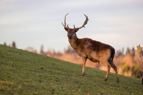 A male fallow deer (Dama dama) stands urinating on a meadow on an early morning