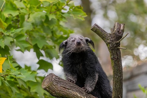 One binturong (Arctictis binturong), or bearcat balancing over branches framed by green leafs
