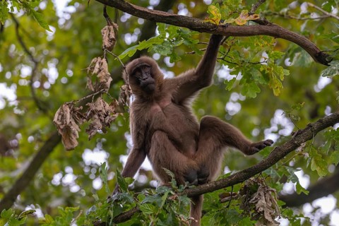 One female Gelada (Theropithecus gelada), or bleeding-heart monkey sitting high up in a tree