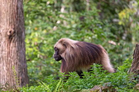 One adult male Gelada (Theropithecus gelada), or bleeding-heart monkey walking through riverine