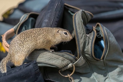 One European ground squirrel (Spermophilus citellus) or European souslik looking out of a