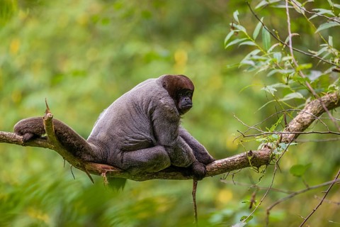 A common woolly monkey, brown woolly monkey, or Humboldt's woolly monkey (3) (Lagothrix
