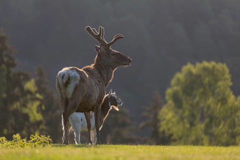 Red Deer stag, Cervus elaphus, early morning, backlight with a goat accompanying the deer