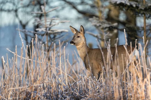 Roe deer standing in hoar frosted dead stinging nettle at minus 15 °C at sunrise. Trees and dead