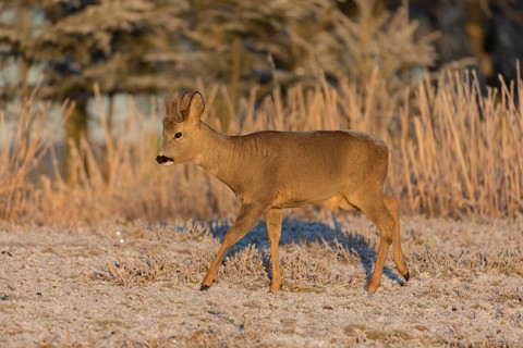 Roe deer on hoar frosted meadow at minus 15 °C at sunrise. Trees and dead stinging nettle in