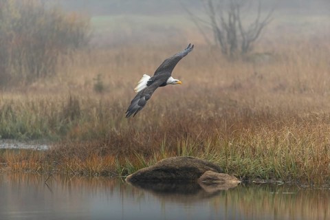 One Bald Eagle, Haliaeetus leucocephalus, flying over a small pond with reed gras on a foggy cold