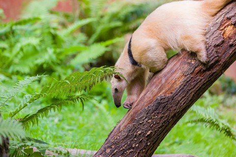 One southern tamandua (Tamandua tetradactyla), climbs down a tree in a forest