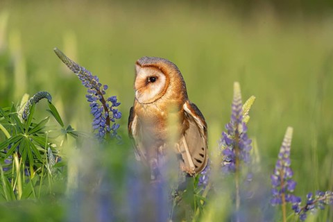 One barn owl (Tyto alba) sitting on a branch lying in a field of flowering lupines in late evening