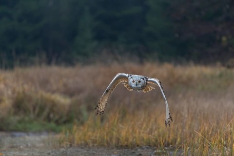 One Siberian Eagle Owl (Bubo bubo sibiricus) flying over tall reed grass lakeshore on an autumnal