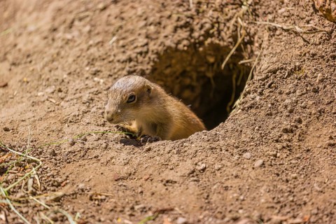 A black-tailed prairie dog cub (2 weeks old) (Cynomys ludovicianus) leaving his den