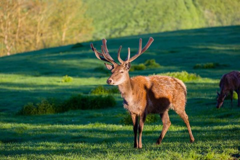 One male Altai maral, Altai wapiti or Altai elk (Cervus canadensis sibiricus) stands on a meadow in