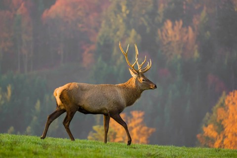 An Altai maral stag, Altai wapiti or Altai elk (Cervus canadensis sibiricus) stands on a meadow in