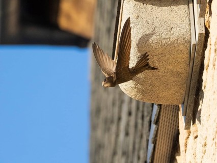 Common swift (Apus apus), adult bird in flight leaving its nest, which is one of a row of